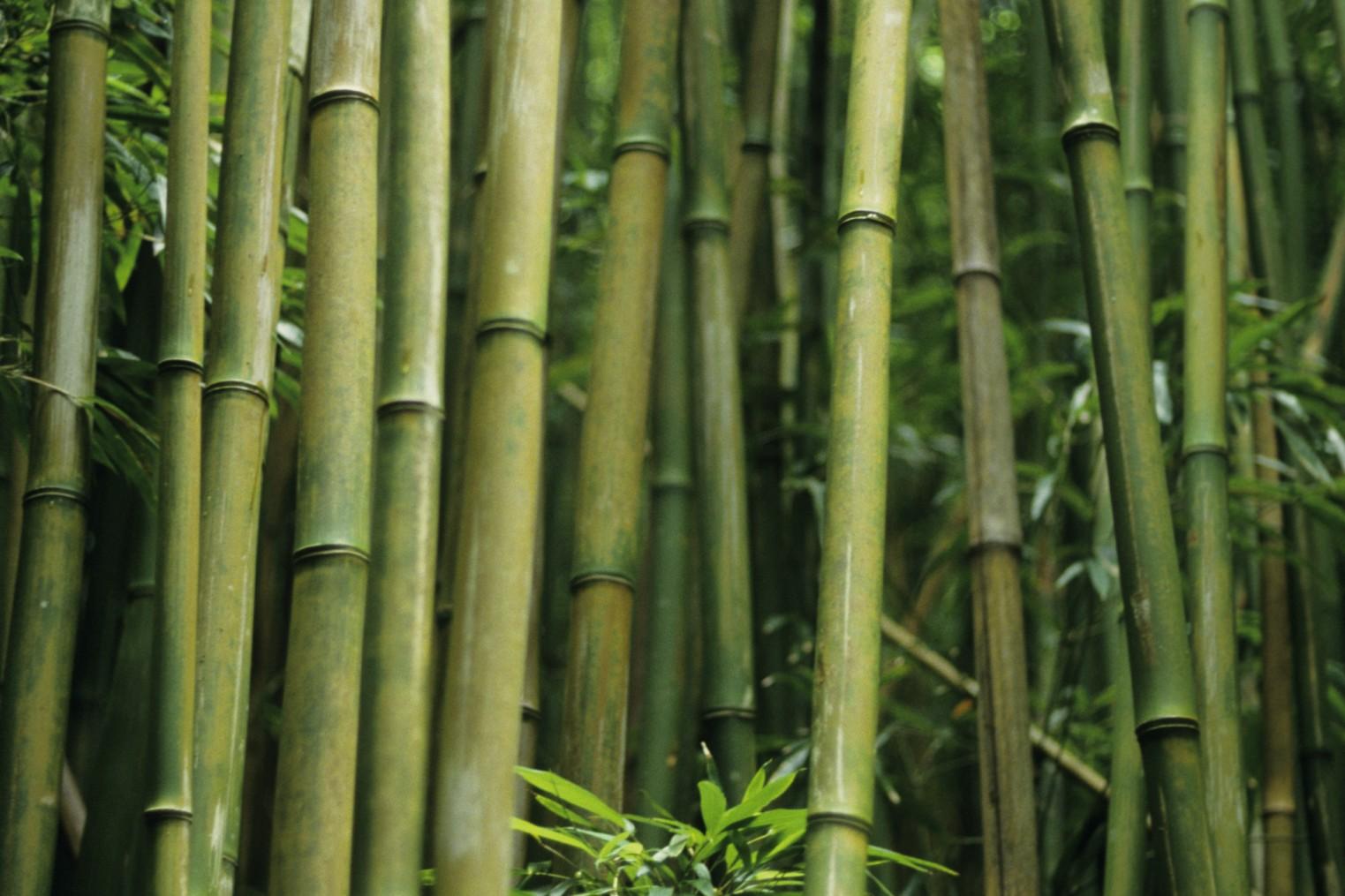 come-realizzare-una-canna-da-pesca-di-bambu ...